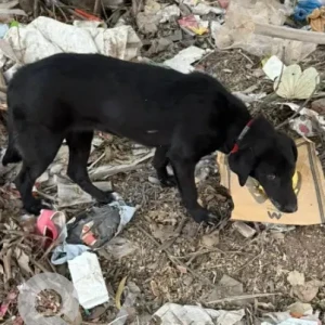 A Black Labrador Dog Found from Gachibowli