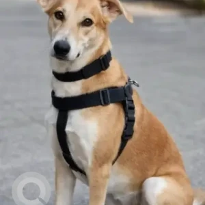 A White-Brown Mix Indie Dog Missing from Parel
