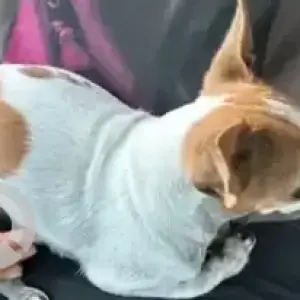 A White-Brown Mix Chihuahua Dog Missing from Bettahalasuru-2
