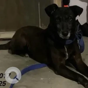 A Black Indie Dog Missing from Palam Vihar, Block B