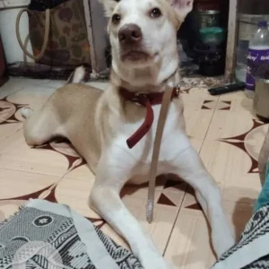 A White-Brown Mix Indie Pariah Dog Missing from Juhu beach