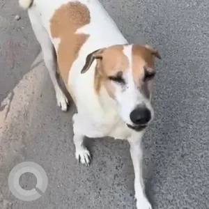 A White-Brown Mix Indie Dog Found from New Delhi