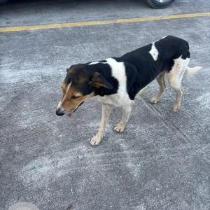A Black and White Indie Dog Found from Hosa Road, Mahaveer ranches