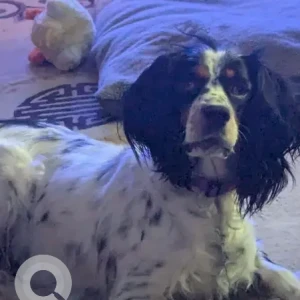 A Black and White English Setter Dog Missing from Elm St near Burrage