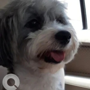 A White and Grey Shih Tzu Mix Dog Missing from Near Abraj Al Mamzar Building, Al Mamzar-3