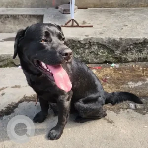 A Black Labrador Dog Found from Dillibazar