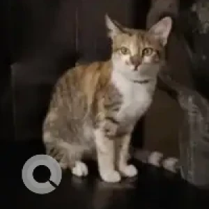 A White and Grey Indie Cat Missing from Guttahalli, Bengaluru
