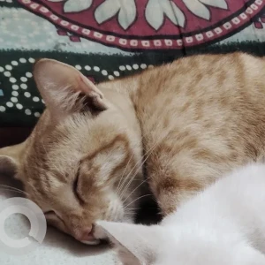 A Light Brown Ginger cat Cat Missing from Nandanam, Chennai