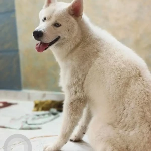 A White Husky Dog Missing from Kondli, New Delhi