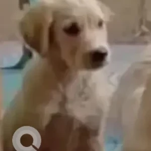 A White-Brown Mix Golden Retriever Dog Missing from Indian institute of horticulture-2