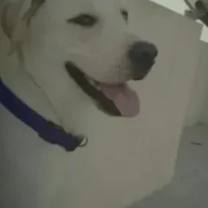 A White Labrador Dog Missing from Balagaranahalli, Near 12, Jain temple, Attibele-2