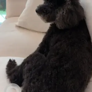 A Black Poodle Dog Found from Nad AlSheba