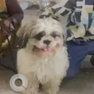A White-Brown Mix Shih Tzu Dog Missing from Ambavani Nagar-2