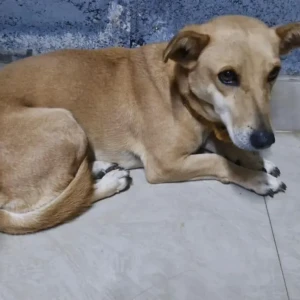 A White-Brown Mix Indie Dog Found from KC Layout, Mysuru