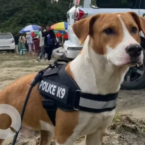 A White-Brown Mix Indie Dog Missing from Hollongi near airport road-2