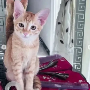 A White-Brown Mix Ginger cat Cat Missing from Rajarajeshwari Nagar, Bengaluru-2