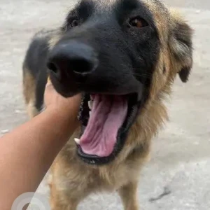 A Black and Brown German Shepherd Indie mix Dog Found from Banjara Hills