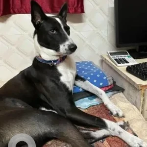 A Black and White Indie Dog Missing from Azadpur Mandi-2