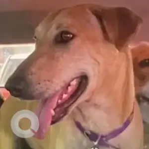 A White-Brown Mix Indie Dog Missing from Village Birdhana