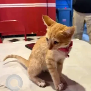 A Orange Indie Cat Missing from Grumpy Girl Coffee, Indiranagar-2