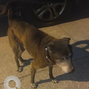 A Brown Indie Dog Missing from Kumarswamy layout-3