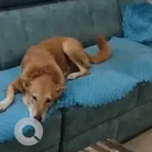 A Brown Indie Dog Missing from Antilla homes, Bangalore