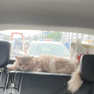 A White-Brown Mix Persian Cat Missing from Hyderabad-4