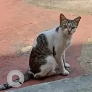 A Grey-White Mix Indie Cat Missing from Kumara Park East