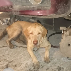 A White-Brown Mix Indie Dog Found from Vandre