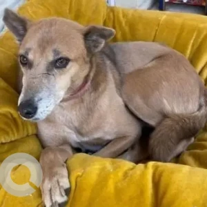 A White-Brown Mix Indie Dog Missing from Sector 53, Gurugram