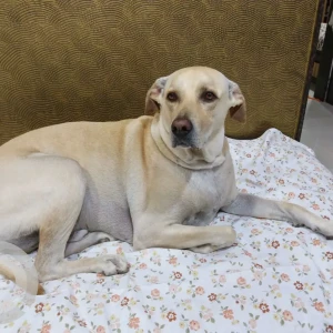 A Light Brown Indie Dog Missing from Silverblue restaurant and bar, Boradewadi, Moshi, Pune