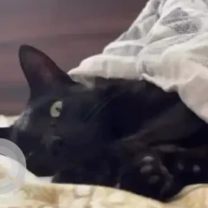 A Black Bombay Cat Missing from NGEF layout, Nagarbhavi-4