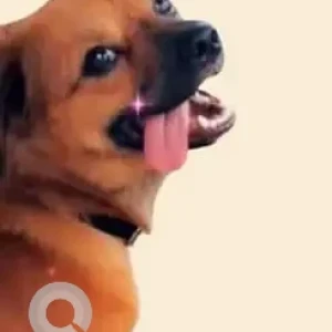 A White-Brown Mix Culture Pomeranian Dog Missing from Devkota Nagar, Guwahati-3