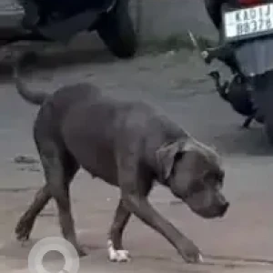A Grey Pitbull Dog Found from Halasuru, Cambridge Layout, near Canara bank