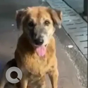 A White-Brown Mix Indie Dog Missing from Kandivali West, Mumbai