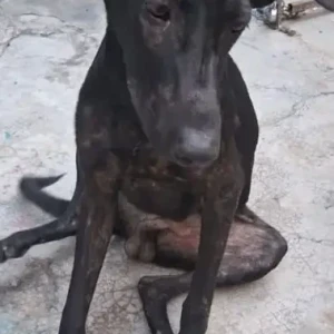 A Black Indie Dog Missing from Kalka Ji/Nehru Place-2
