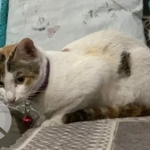 A Grey-White Mix Indie Cat Missing from Tughlakabad, New Delhi-3