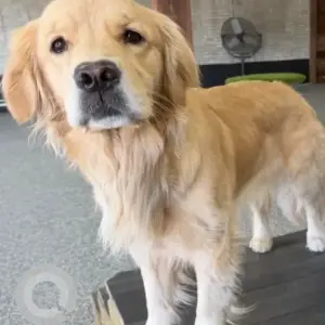 A Light Brown Golden Retriever Dog Missing from Pagum St./Lebanon St. near Andy’s Gas Station.