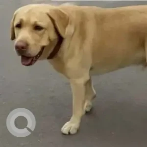 A White Labrador Dog Found from NAL, Bengaluru