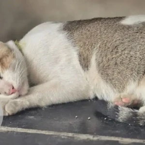 A Grey-White Mix Indie Cat Missing from Dadar-3