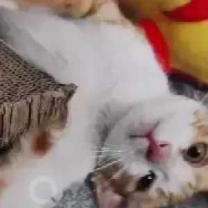 A White-Brown Mix Indie Cat Missing from 54 east parallel, Doddanekundi-5