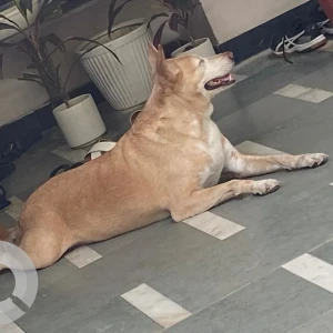 A Brown Indie Dog Missing from New Delhi
