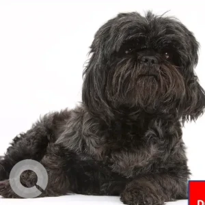 A Black Shih Tzu Dog Missing from Kendall Court, Charlestown, RI