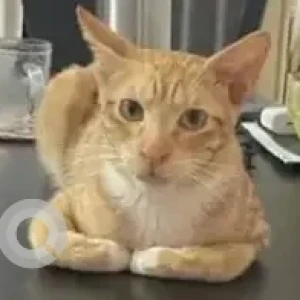 A Orange Ginger cat Cat Missing from Bengaluru