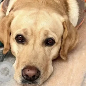 A White-Brown Mix Labrador Dog Missing from Harmilap Nagar