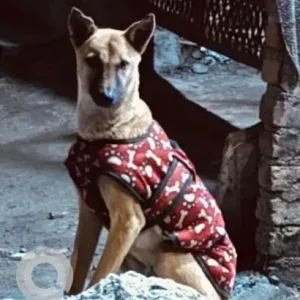 A White-Brown Mix Indie Dog Missing from Ismailpur