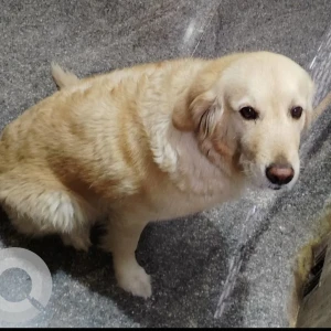 A White-Brown Mix Golden Retriever Dog Missing from Jayanagar, Bengaluru