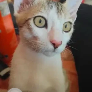 A White-Brown Mix Indie Cat Missing from Nagavalli Amman temple