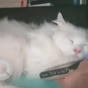 A White Persian Cat Missing from Ayyappa Nagar, Vijayawada-3