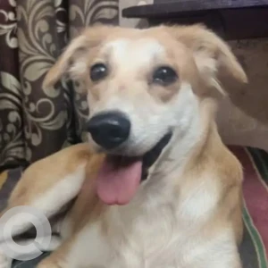 A White-Brown Mix Indie Dog Missing from EAST, Vangani